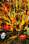 Composition de fleurs exotiques &ndash; cr&eacute;dit photo : Philippe BORNIER / Ville de Dijon